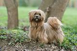 LHASSA APSO 213